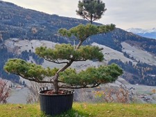 Pinus parviflora "Negishi"