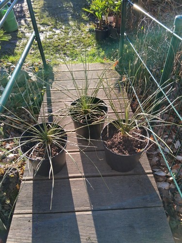 Yucca elata 60cm - elata, ca.55/60cm