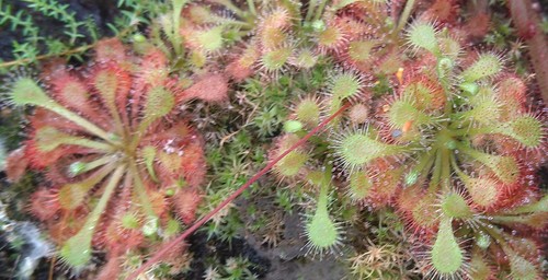 Sonnentau drosera spatulata - sonnentau,