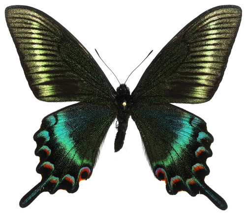 Papilio maackii jezoensis male - maackii,