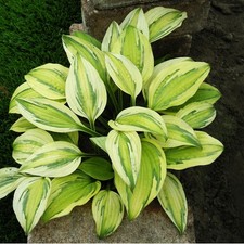 Funkie Hosta Knolle