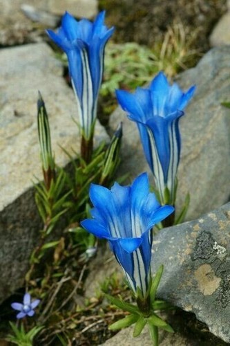 8000943 blauer enzian - enzian, gentiana