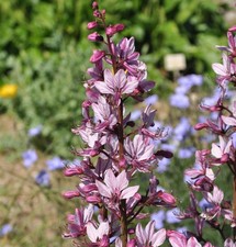 Brennender busch dictamnus - busch,