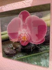 Glasbild 20 x 20 - pinke Orchidee Bild Blumen Blüten rosa