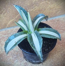 Agave americana mediopicta alba grün-weiß variegata variegated Ø 14 cm SELTEN