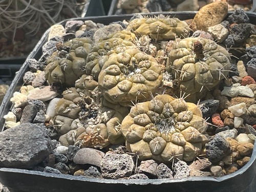 Copiapoa hypogaea cm - hypogaea, 10