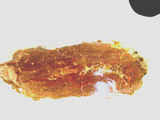 große ACHAT / JASPIS-Hälfte