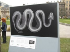 Foto A3 Klapperschlange am St