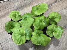 Platycerium ridleyii Jungpflanzen – seltene Geweihfarne, aus Sporen gezogen ?