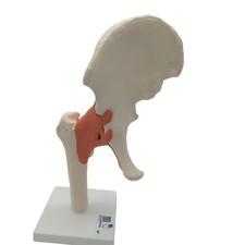 3B Scientific Menschliche Anatomie A81 - Hüftgelenk-Funktionsmodell