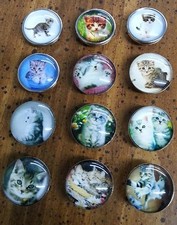  Tabby Kittens-Pick Your Snap