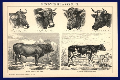 Druck anno 1896 - rinder,