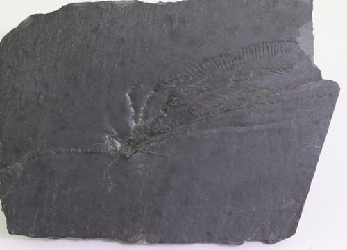 Crinoide hapalocrinus frechi - hapalocrinus,
