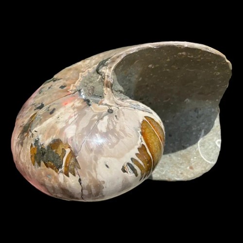 Riesiges poliertes fossil - riesiges,
