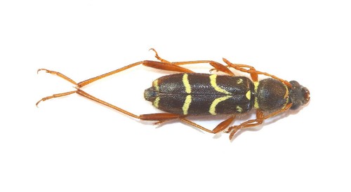 Coleoptera cerambycidae - coleoptera,,