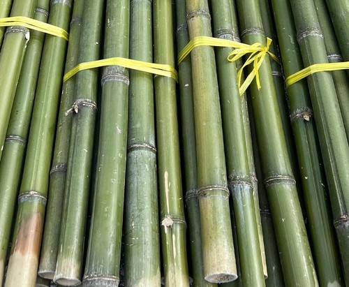 Bambusrohr grün naturfarben