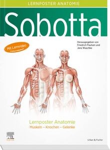Sobotta lernposter anatomie - sobotta,
