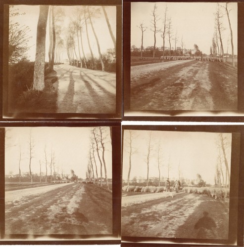 116 249 fotos 1900 schafe - 1900,