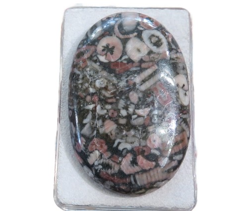 Crinoid versteinerung cabochon - versteinerung,