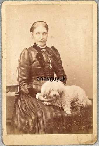 Kabinettkarte bichon frise - kabinettkarte,
