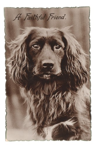 Cocker spaniel hund ein - hund, "ein