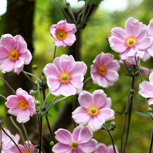 Herbst anemone rosa liter - herbst-anemone, 3