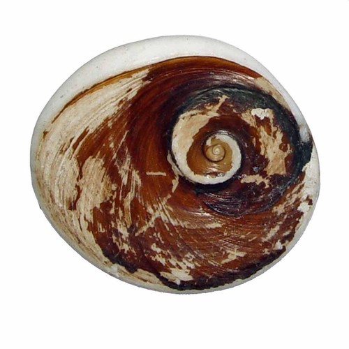 Muschel versteinert