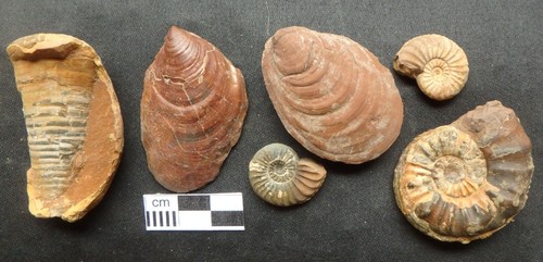 Fossilien ammonit jura lias - ammonit,