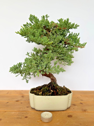 Bonsai wacholder juniperus - bonsai,