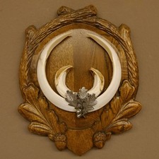 Wildschweinwaffen (Sus scrofa)