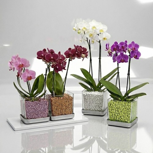 Colomi care orchideentopf - care,