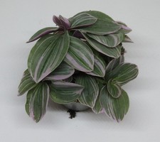 Tradescantia "Sweetness" -
