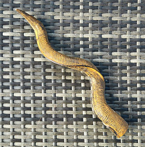 5330gk schönes deko horn - #5330gk#, /