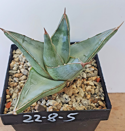 Rarität agave pumila - :agave,