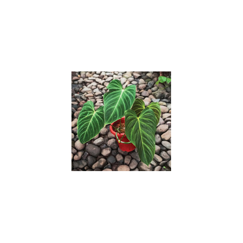 Philodendron splendin melano - melano, x