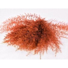 Farn Orange Professionell