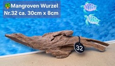 🌴 Mangroven Aquarium🗿 Wurzel