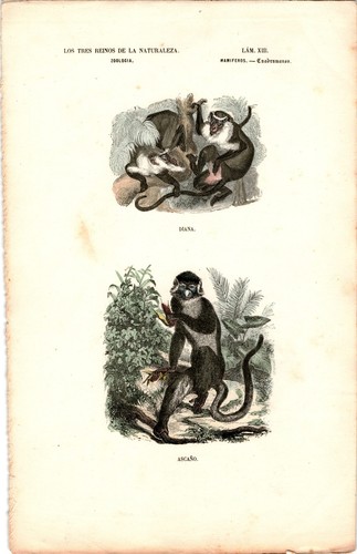 Antike handkolorierte - antike,