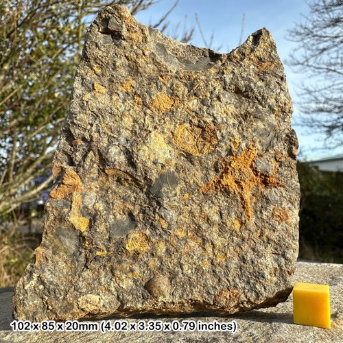 Ordovizium seestern fossil - seestern,
