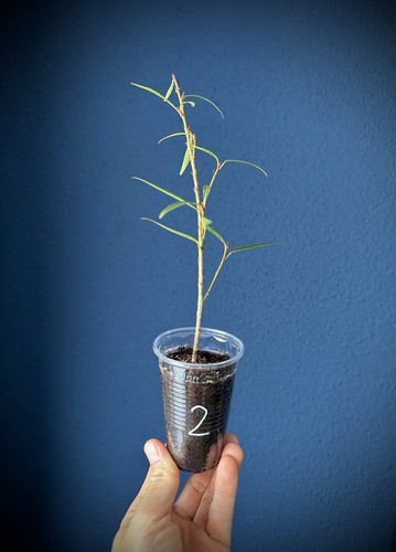 Ficus neriifolia bonsai - ficus,