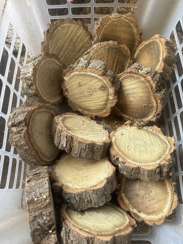 Baumscheiben holzscheiben - baumscheiben,,