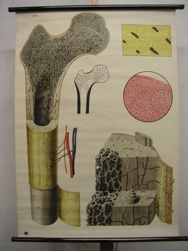 Bau des knochens struktur blut - knochens,