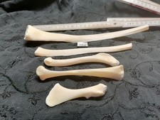 Echte Tier Knochen Hexen