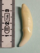 Wolfszahn    Trophäen     Jagd    Schmuck   scharmanische Rituale  ( Wz 16 )