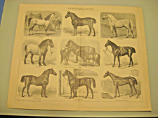 Pferde,Rassen,Anatomie u.a. 8