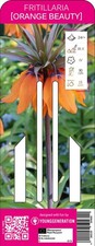 Young Generation Kaiserkrone Orange Beauty, imposante ca. 90 cm hohe orangeroten