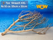 🪴 XXL Tee Strauch Aquarium