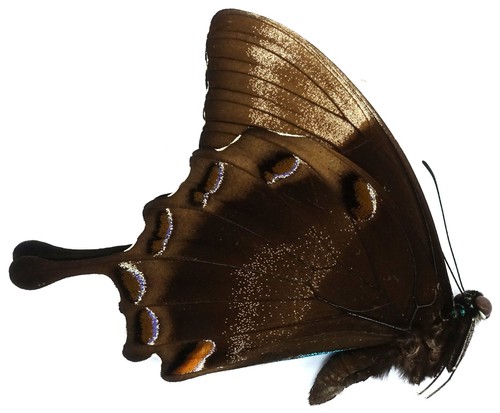Papilio ulysses altovolensis - papilio,