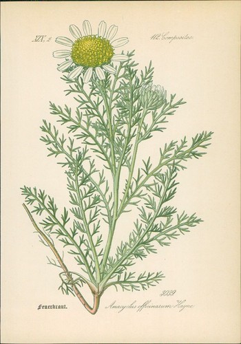 Chromolithographie - ,
