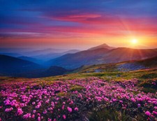 Wandbild: Bezaubernde rosa